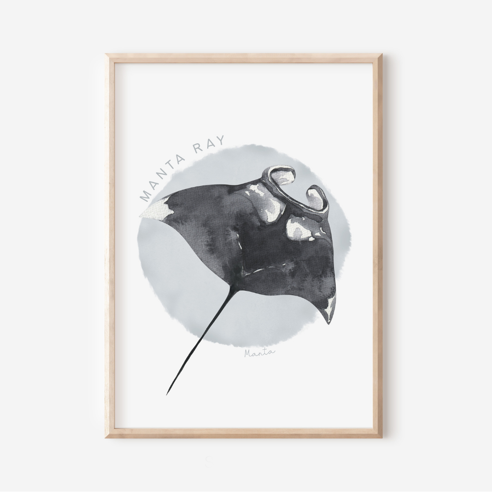 Ocean Life - Manta Ray | Art Print
