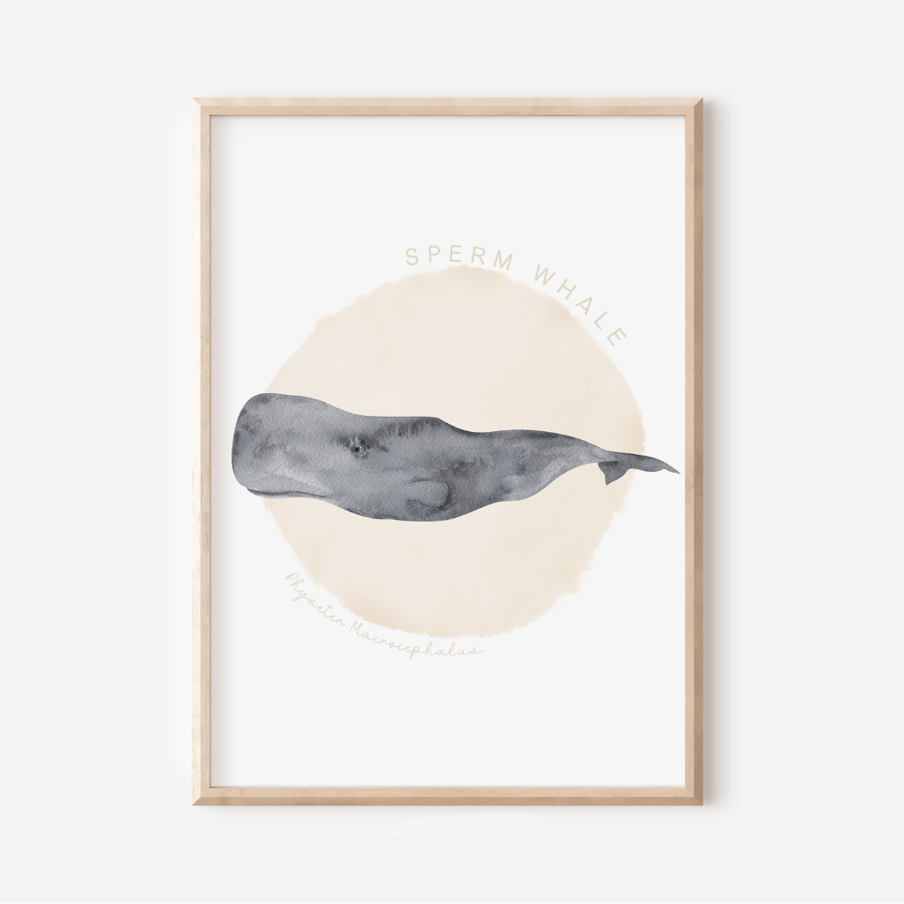 Ocean Life - Sperm Whale | Art Print