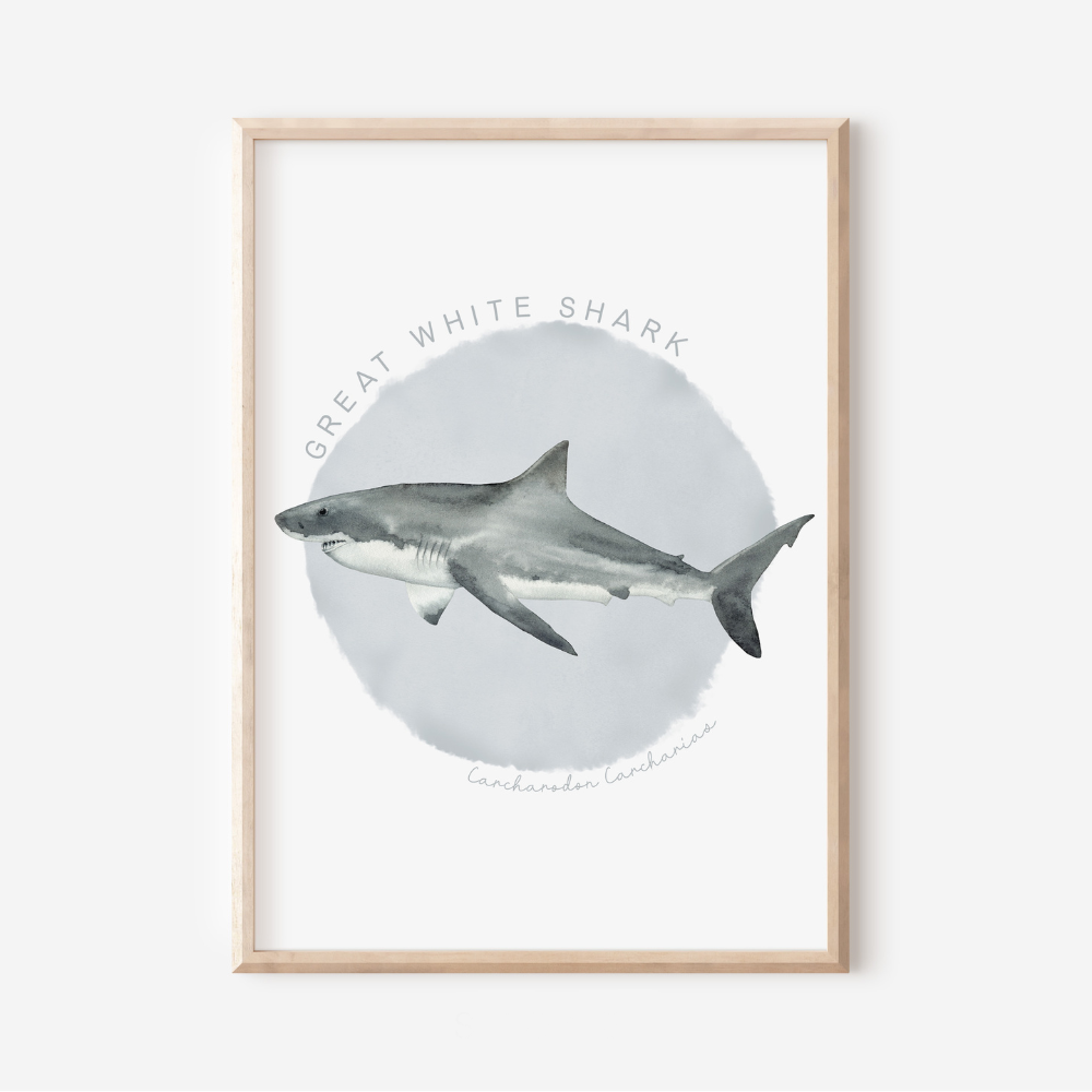 Ocean Life - Great White Shark | Art Print