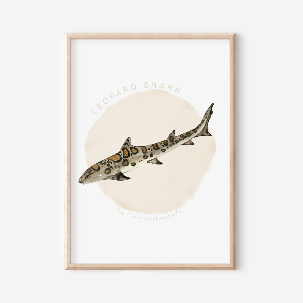 Ocean Life - Leopard Shark | Art Print