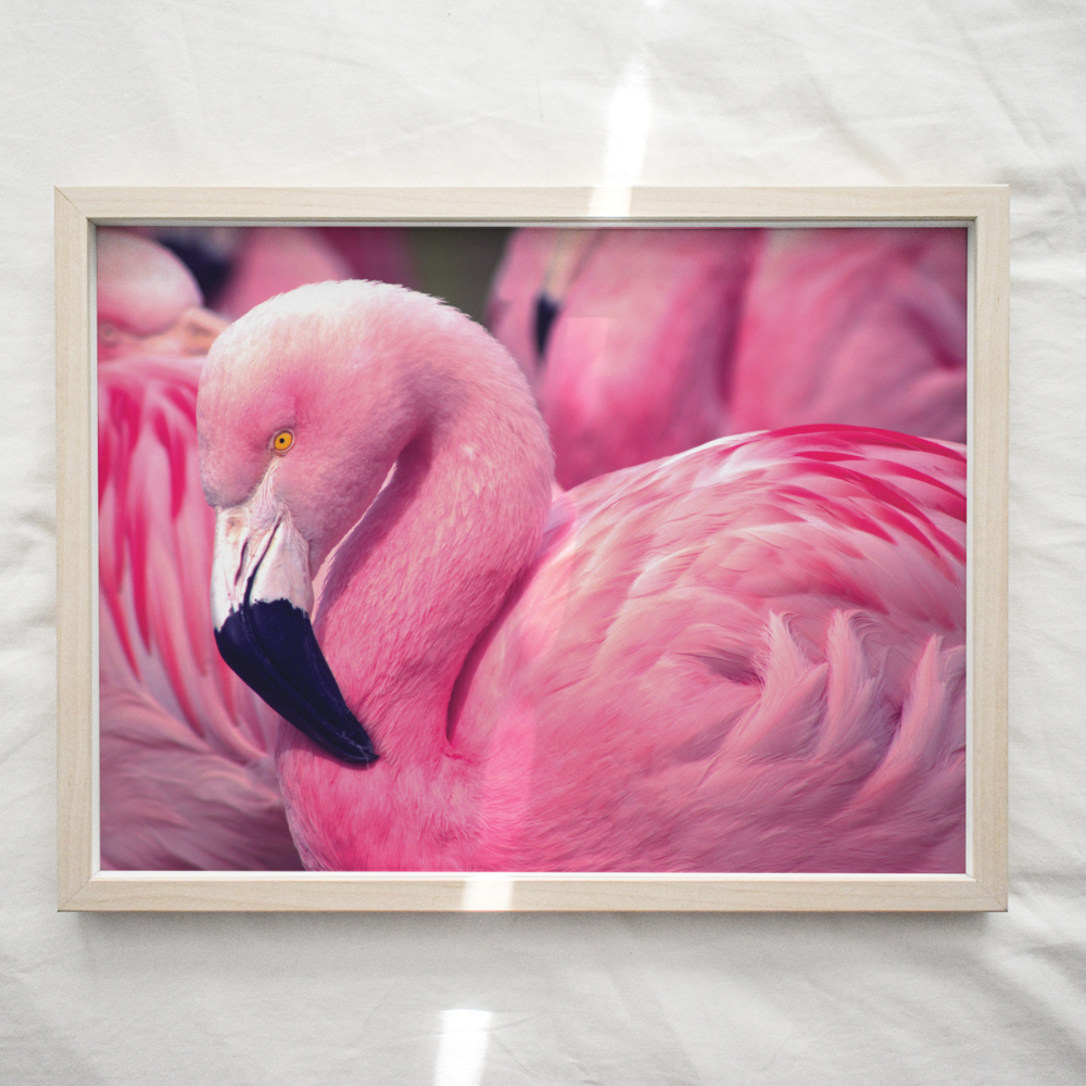 Flamingo | Photography Art Print