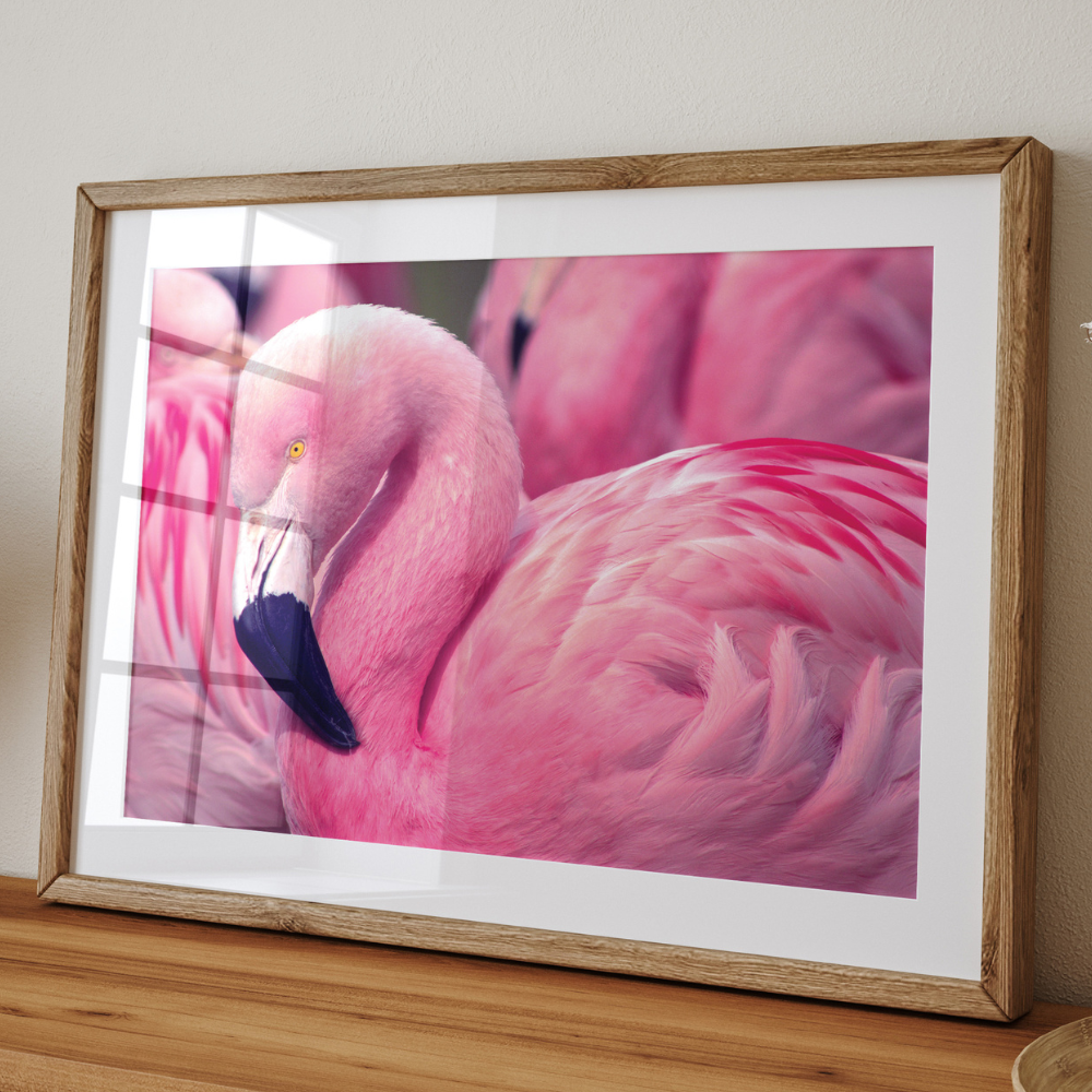 Flamingo | Photography Art Print