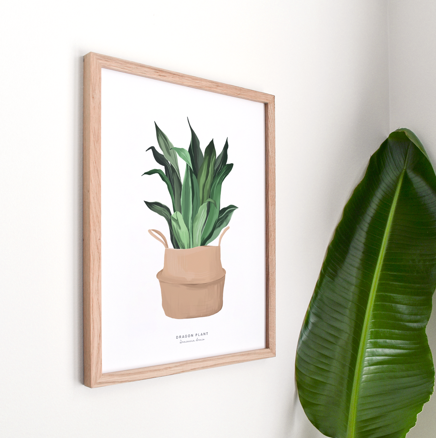 Houseplants - Dragon Plant | Art Print