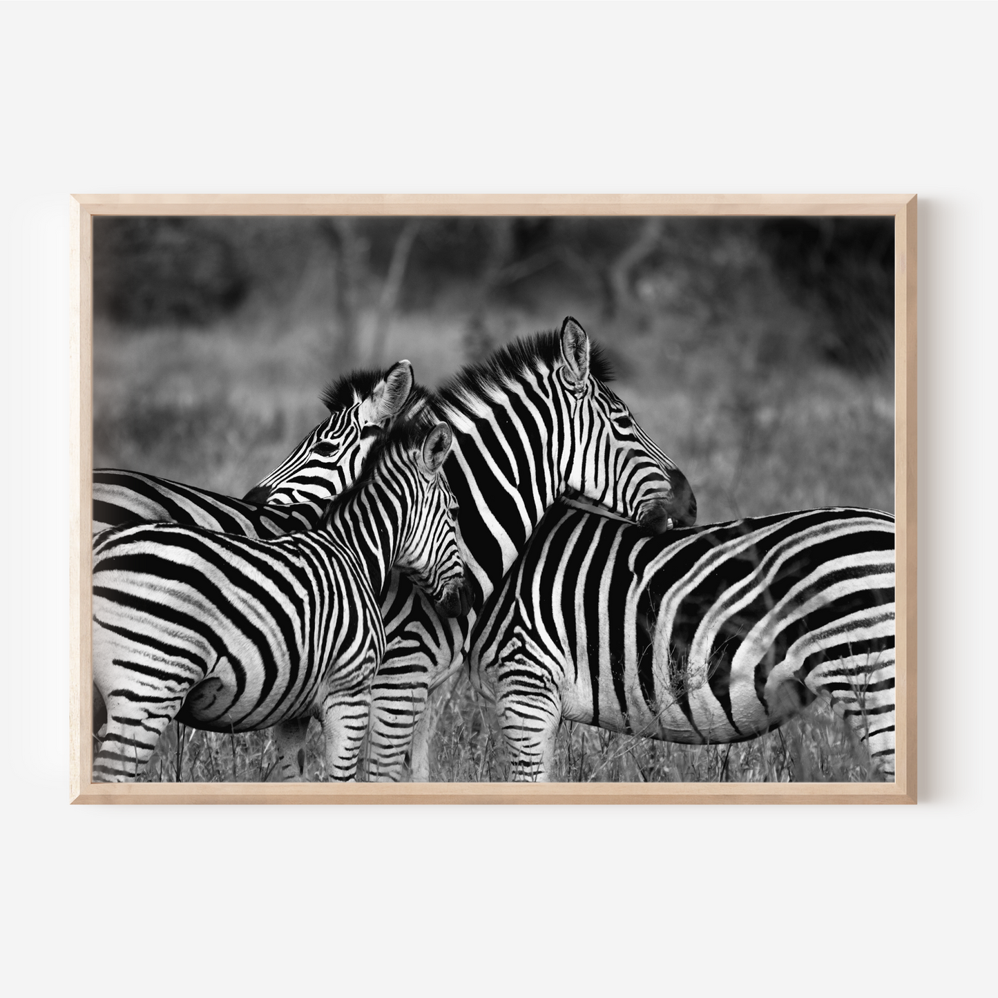 Zebra Family | Photography Art Print