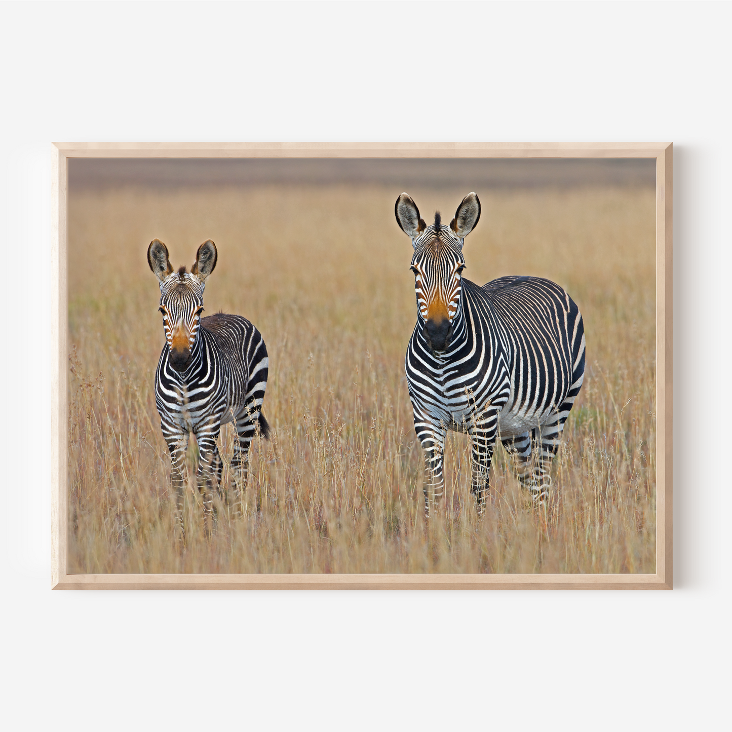 Zebra Duo | Photography Art Print