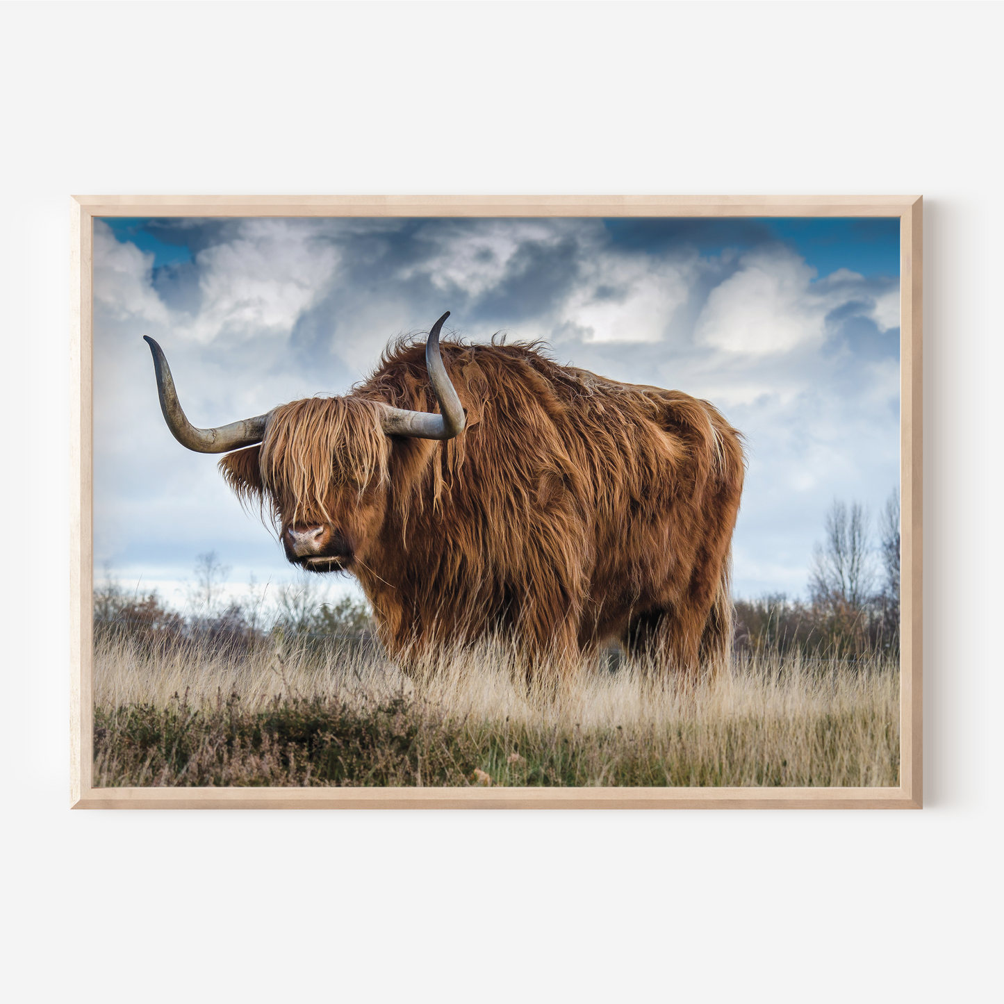 Highland Cow No2 | Photography Art Print