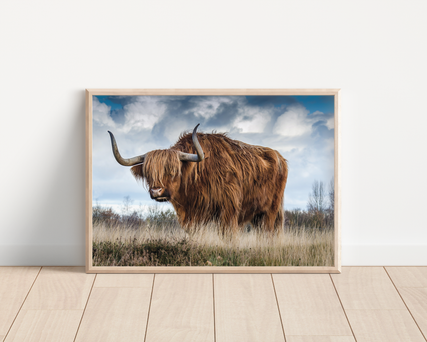 Highland Cow No2 | Photography Art Print