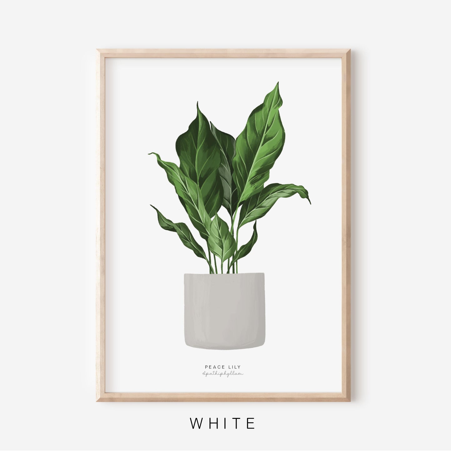 Houseplants - Peace Lily | Art Print