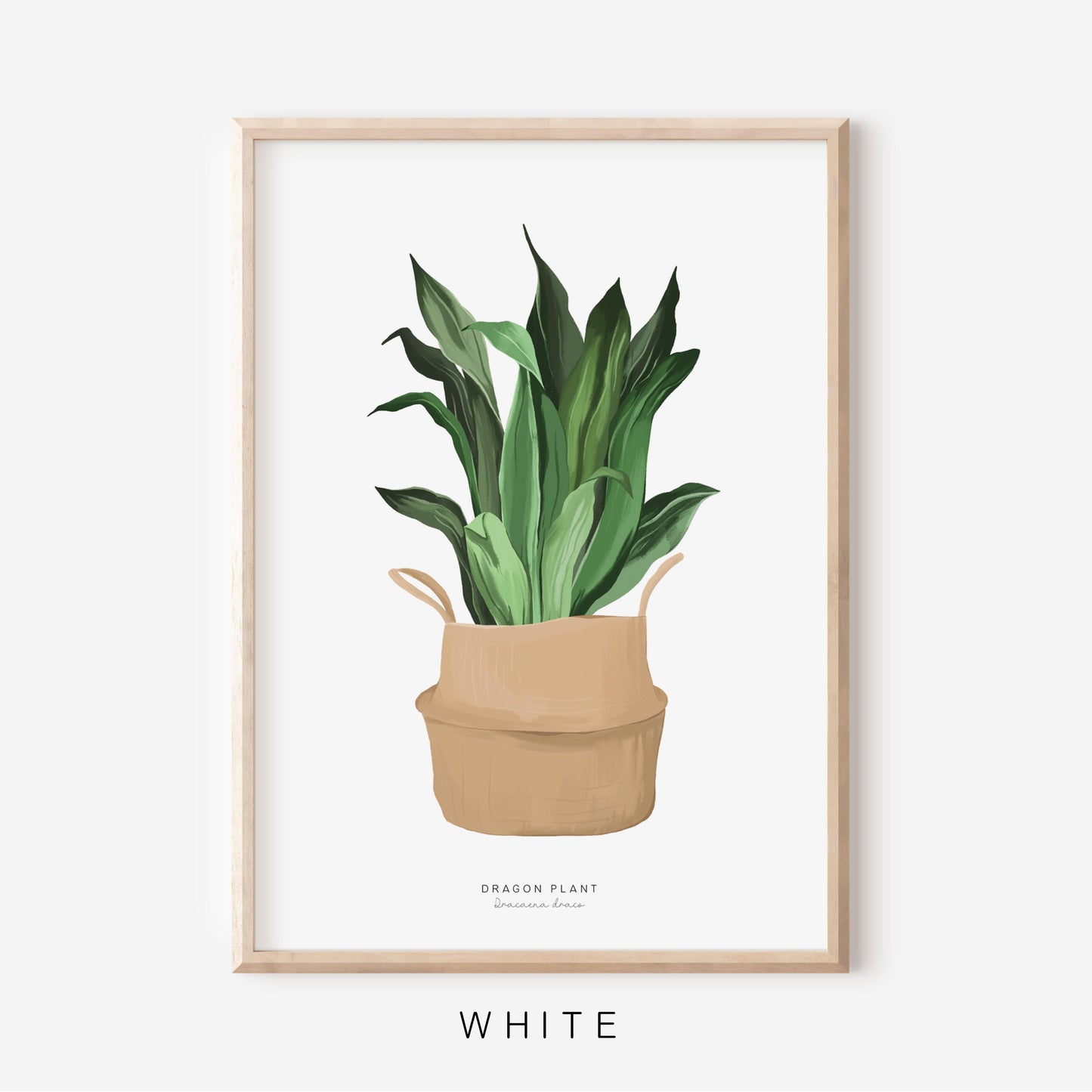 Houseplants - Dragon Plant | Art Print