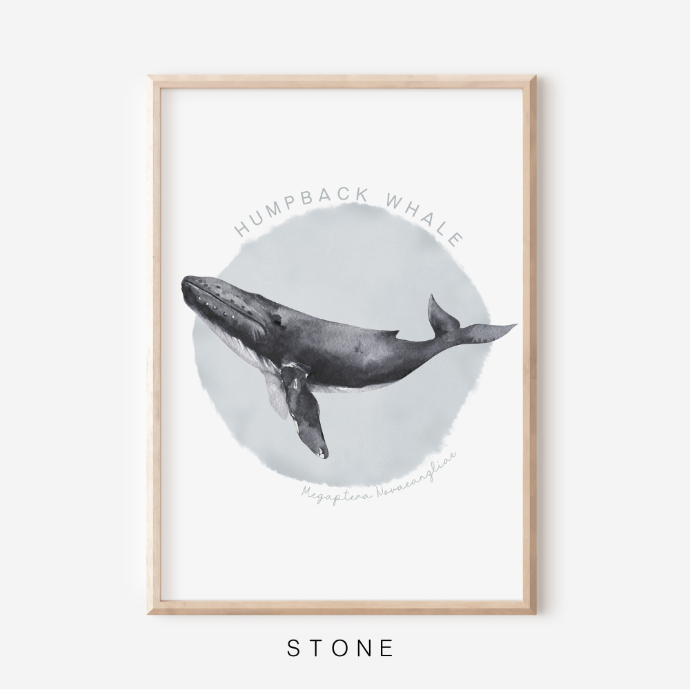 Ocean Life - Humpback Whale | Art Print