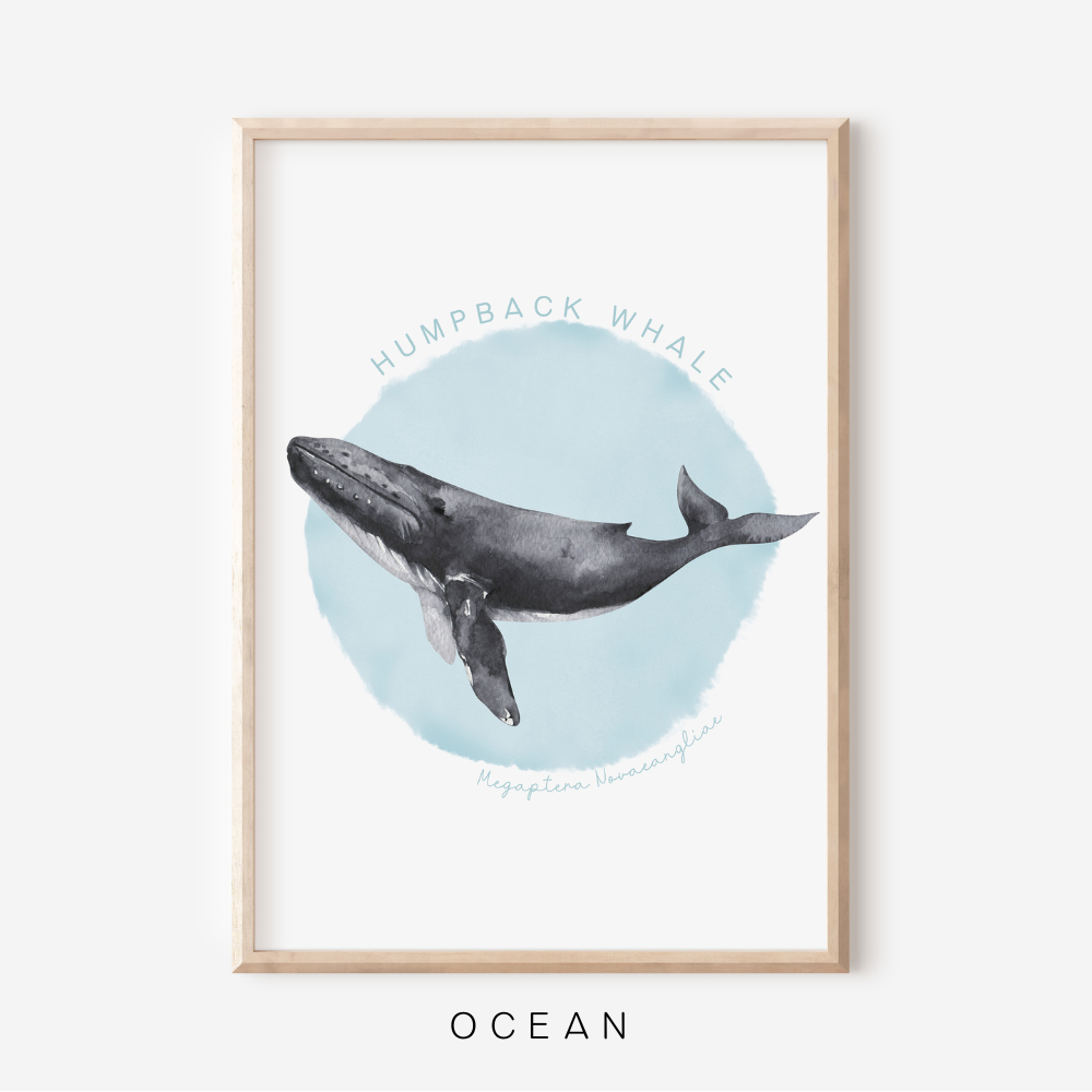 Ocean Life - Humpback Whale | Art Print