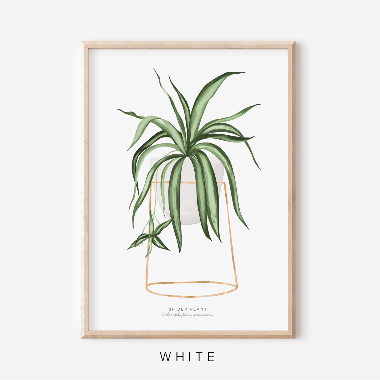 Houseplants - Spider Plant | Art Print