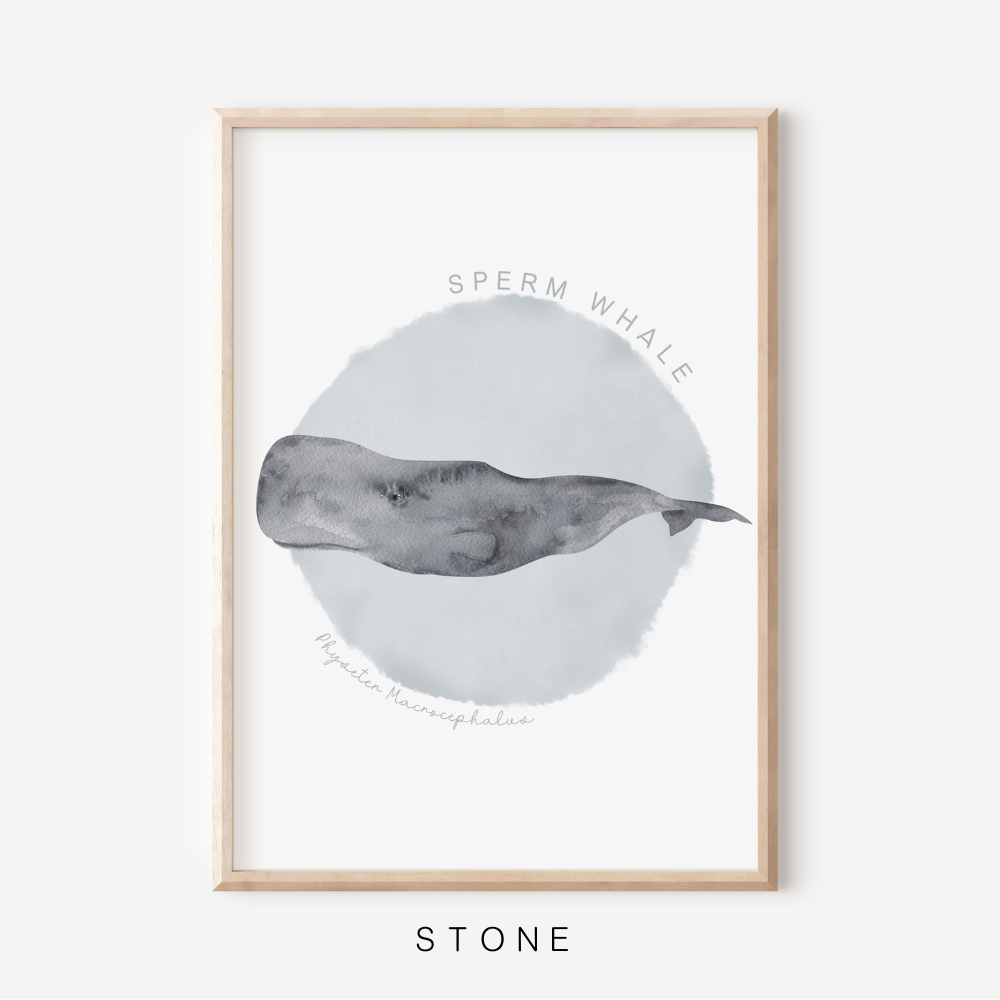 Ocean Life - Sperm Whale | Art Print