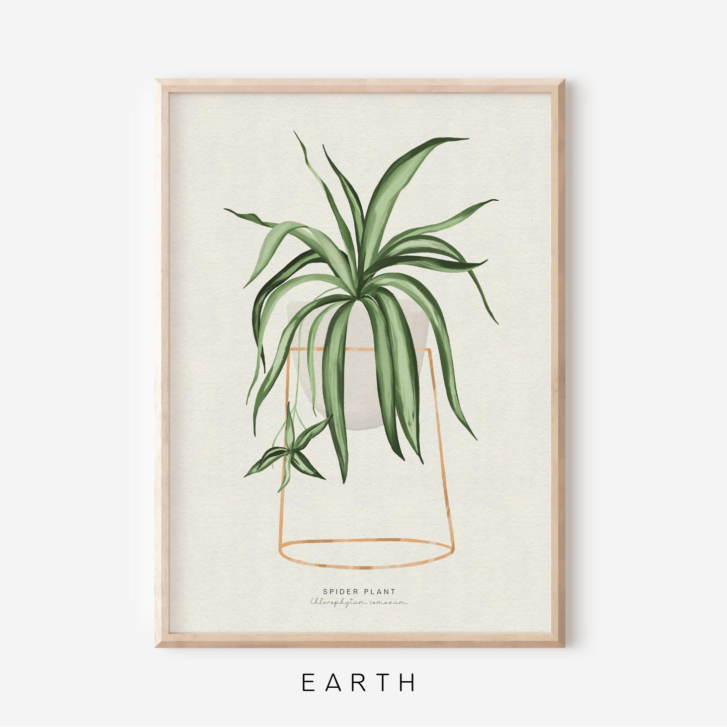 Houseplants - Spider Plant | Art Print