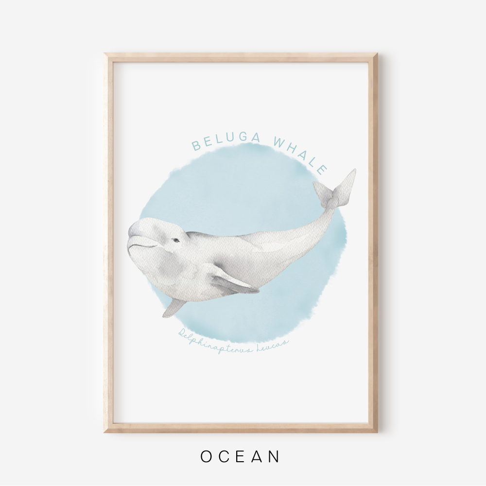 Ocean Life - Beluga Whale | Art Print