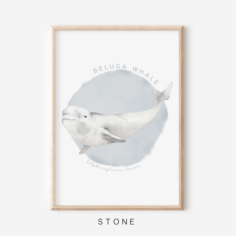 Ocean Life - Beluga Whale | Art Print
