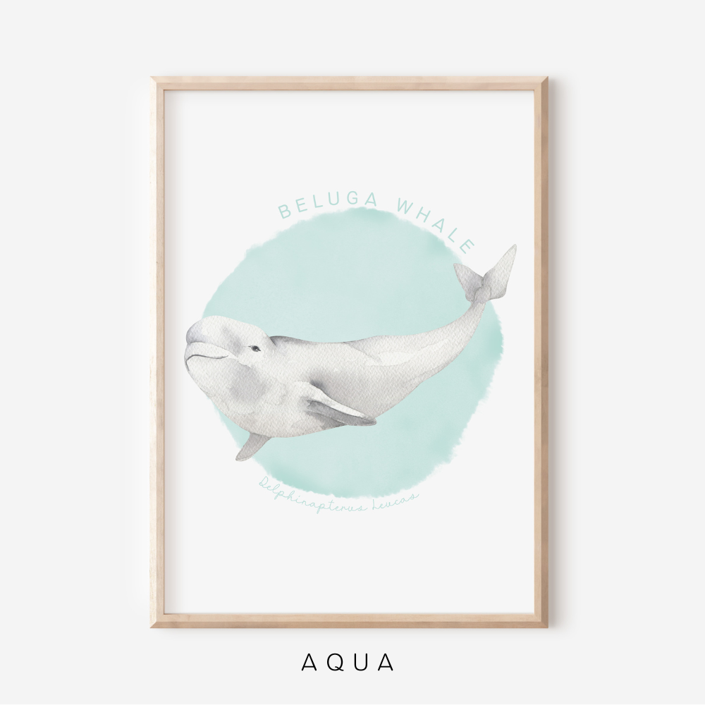 Ocean Life - Beluga Whale | Art Print