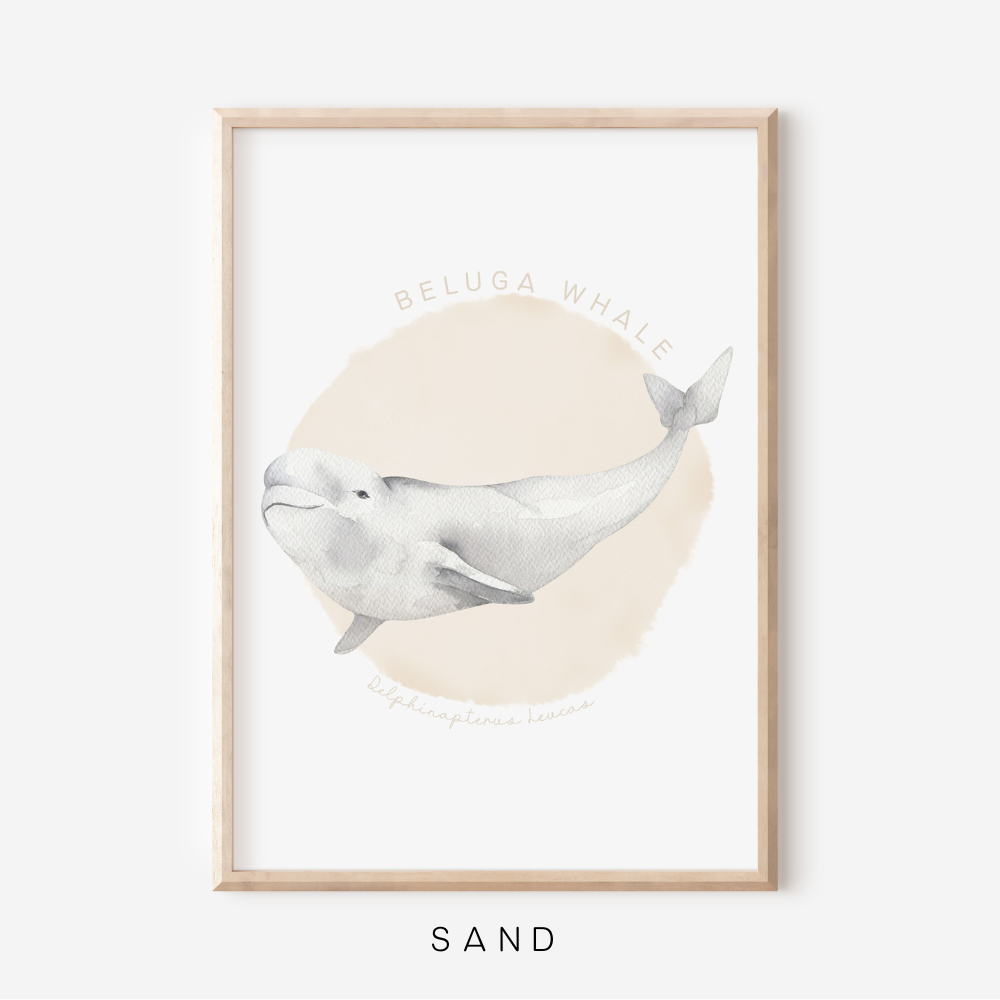 Ocean Life - Beluga Whale | Art Print