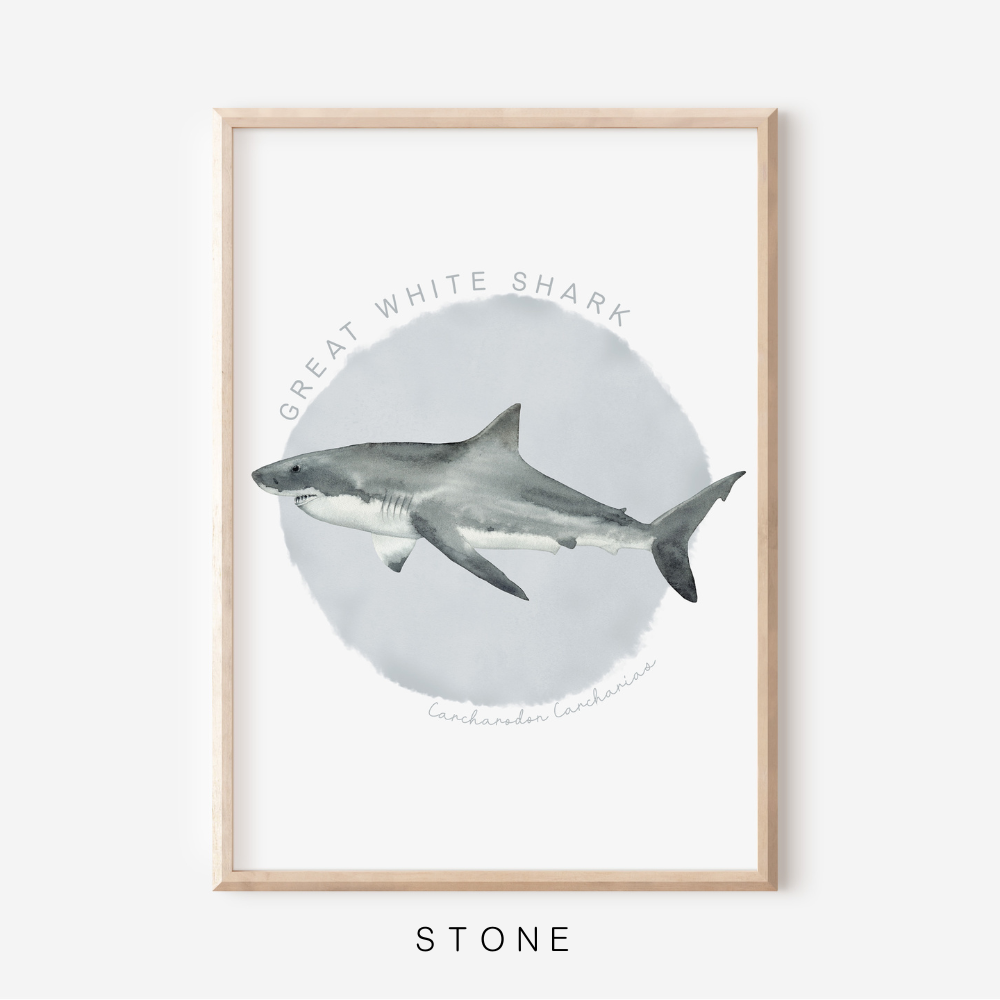Ocean Life - Great White Shark | Art Print
