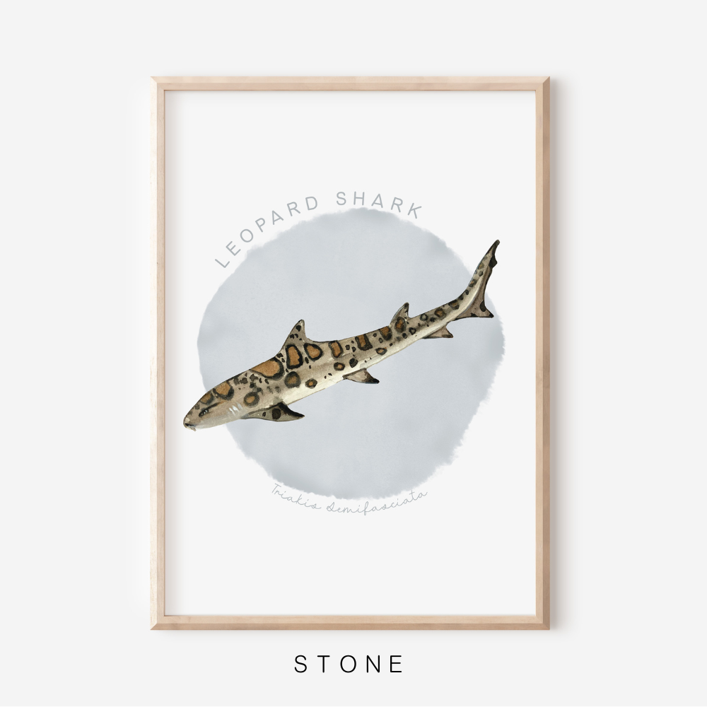 Ocean Life - Leopard Shark | Art Print