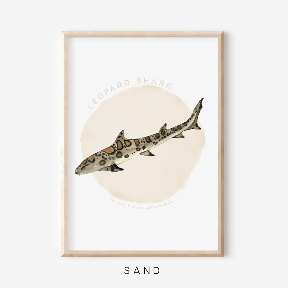 Ocean Life - Leopard Shark | Art Print