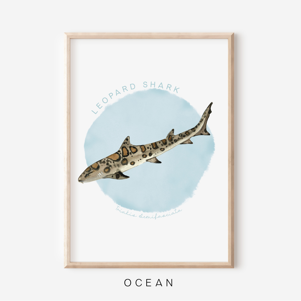 Ocean Life - Leopard Shark | Art Print