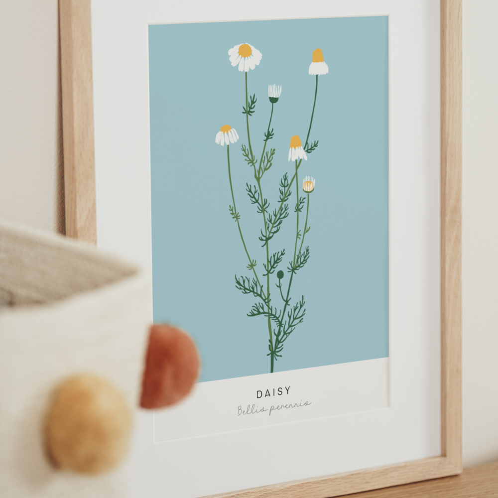 Bellis Perennis | Art Print