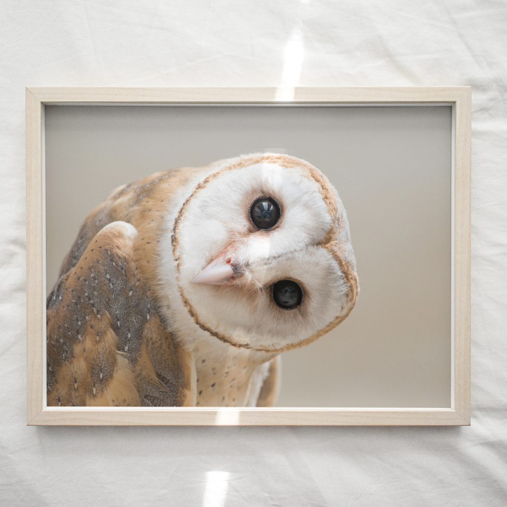 Barn Owl | Photography Art Print