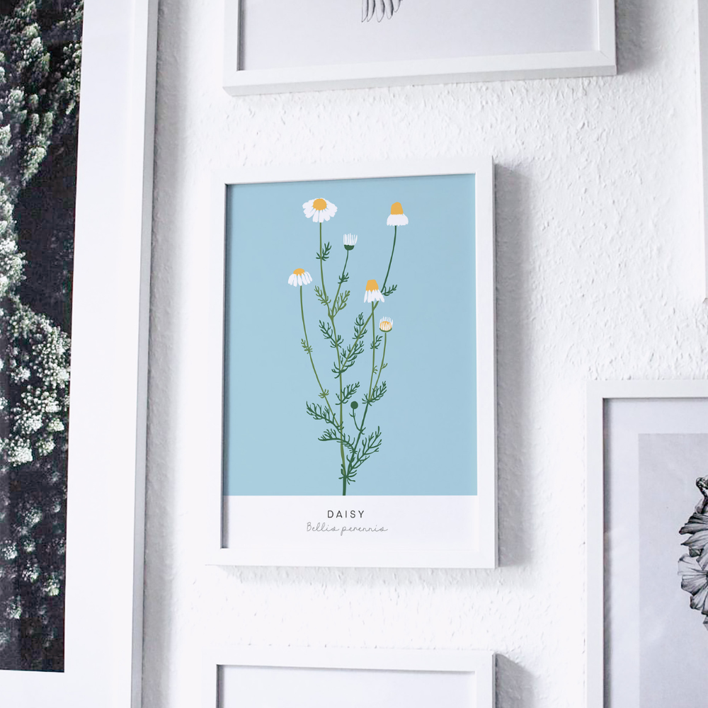 Bellis Perennis | Art Print