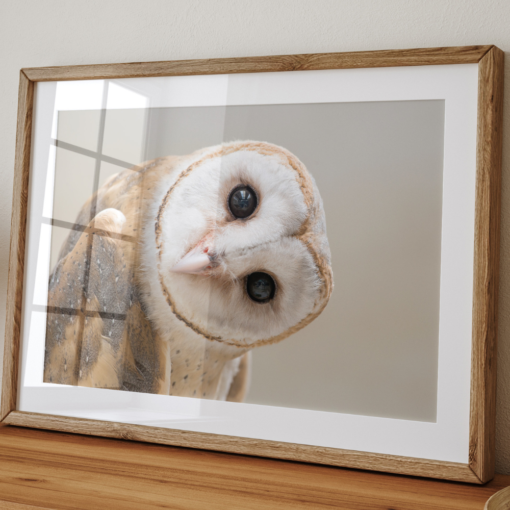 Barn Owl | Photography Art Print