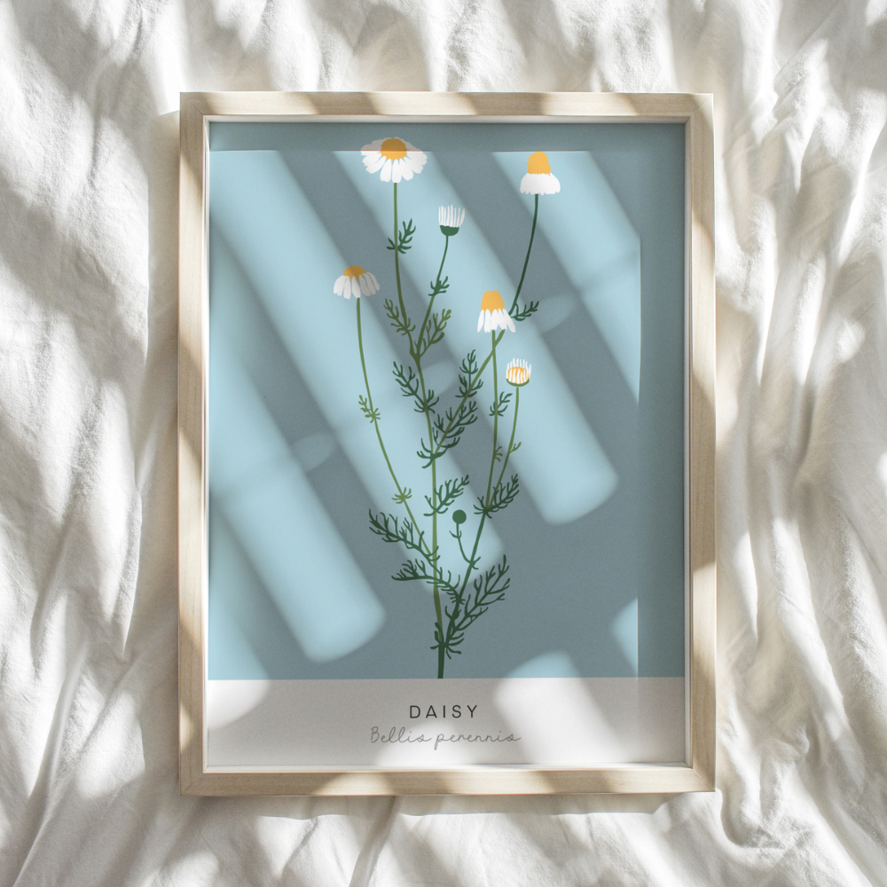 Bellis Perennis | Art Print