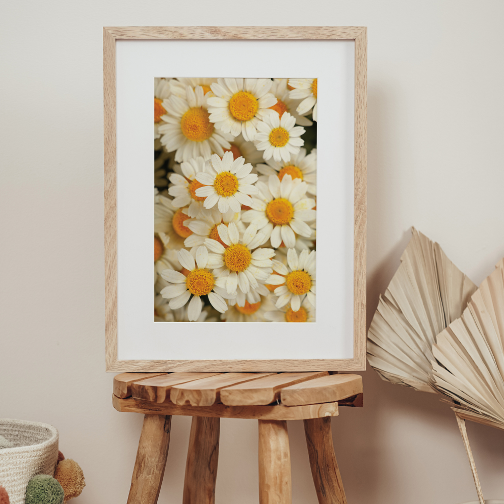 Daisies | Photography Art Print
