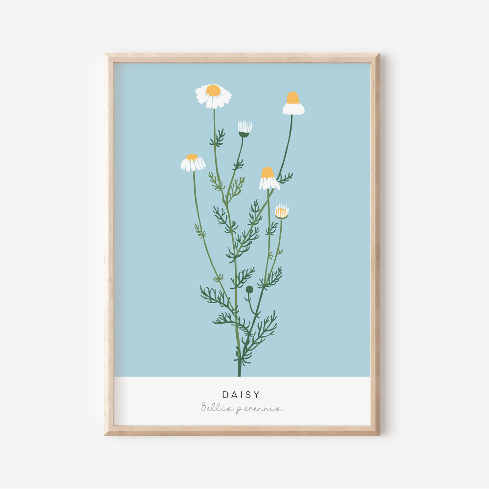 Bellis Perennis | Art Print