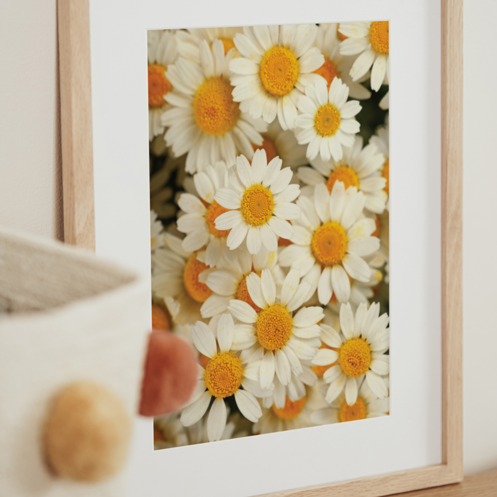 Daisies | Photography Art Print
