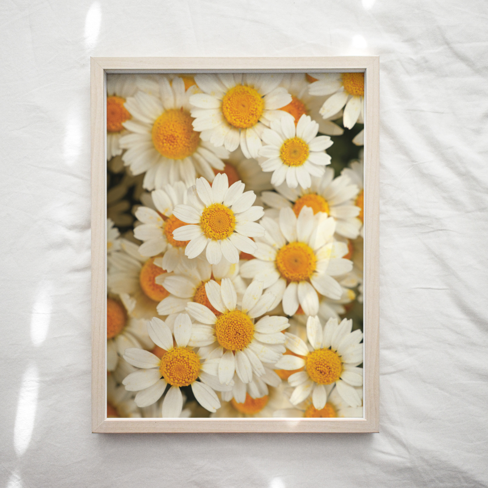Daisies | Photography Art Print