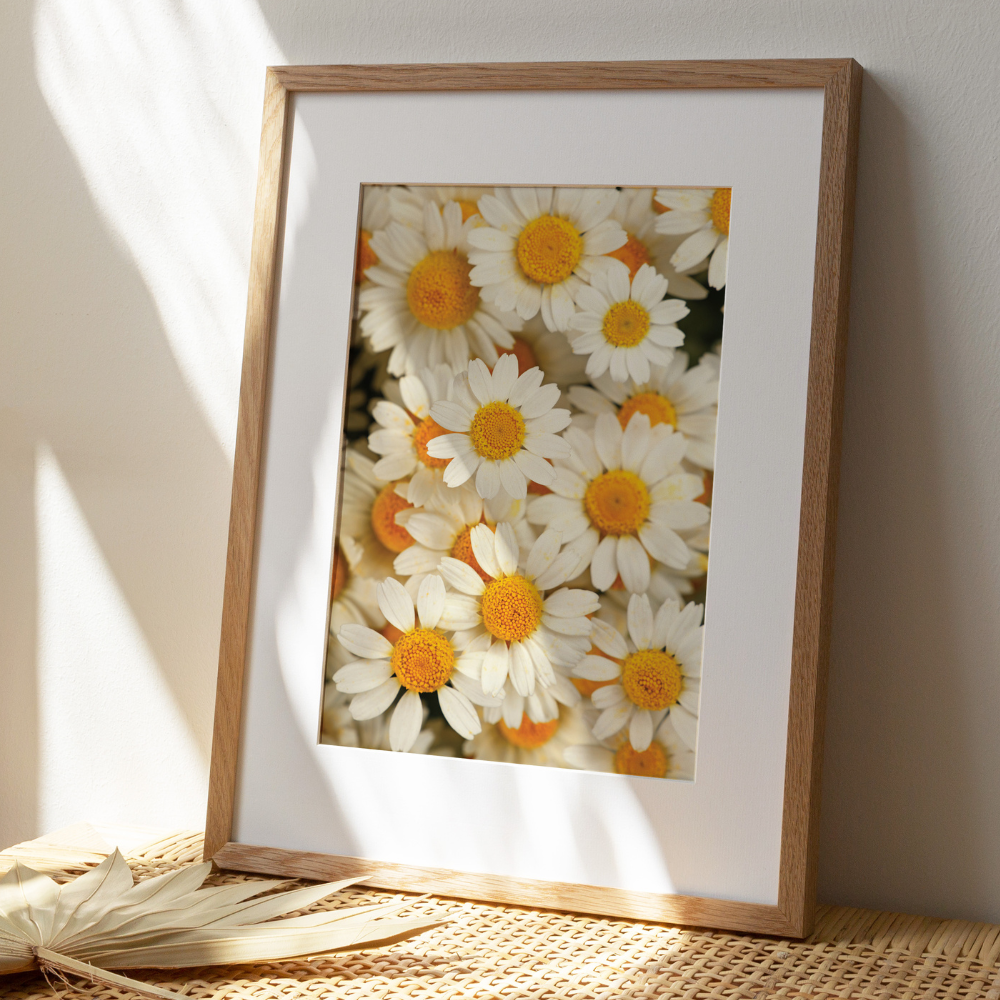 Daisies | Photography Art Print