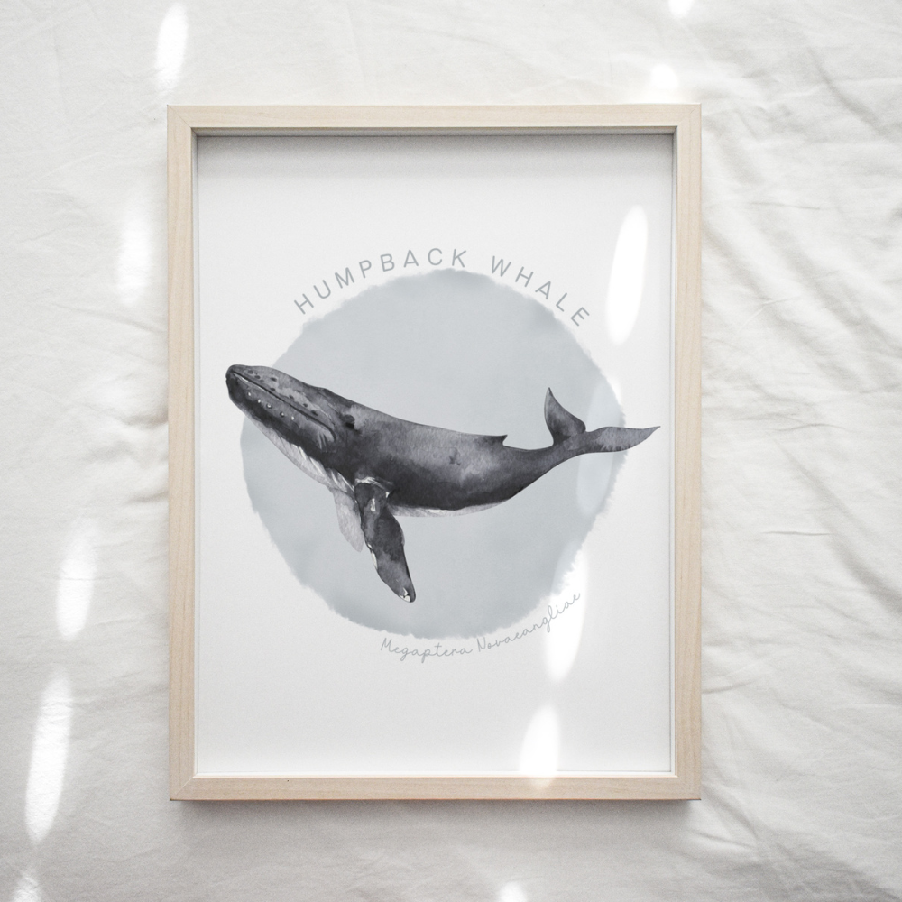 Ocean Life - Humpback Whale | Art Print