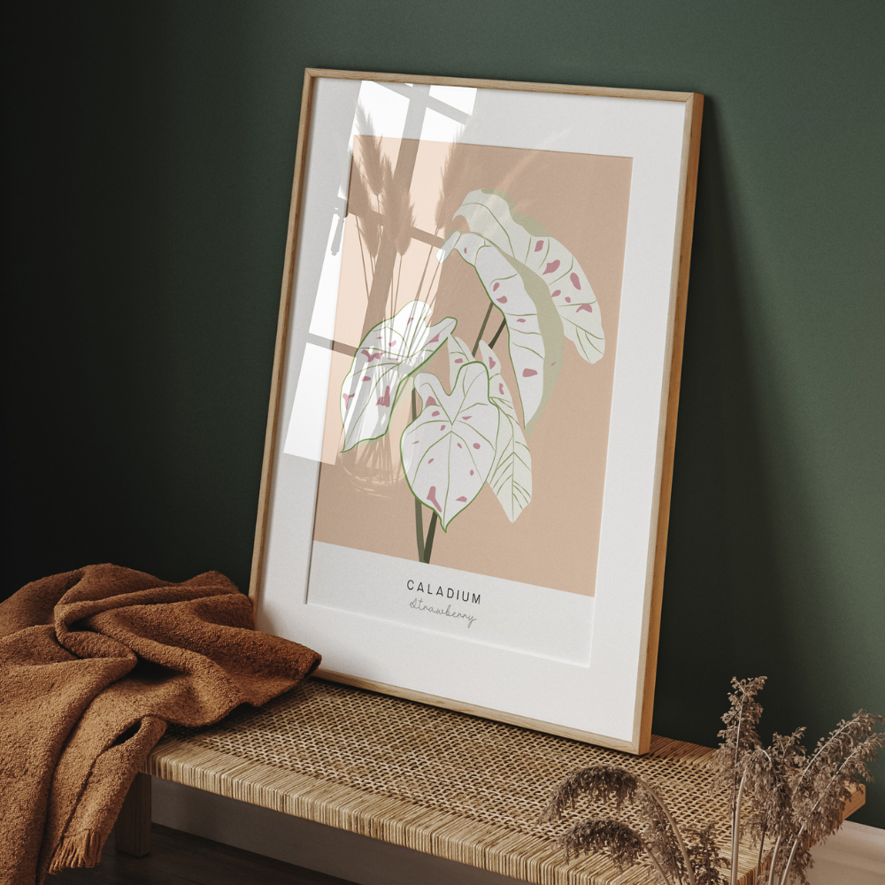 Caladium Strawberry | Art Print