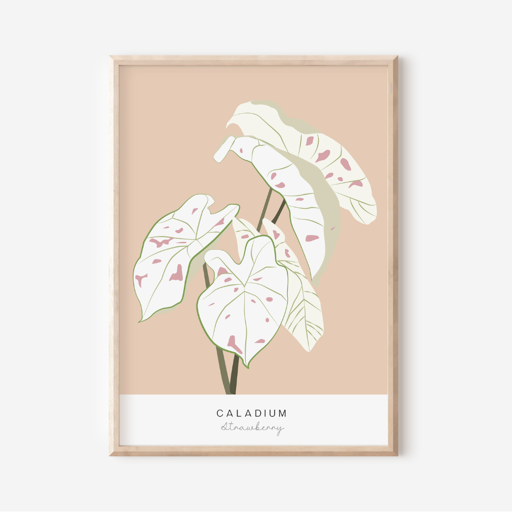 Caladium Strawberry | Art Print