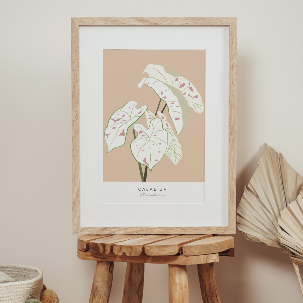 Caladium Strawberry | Art Print