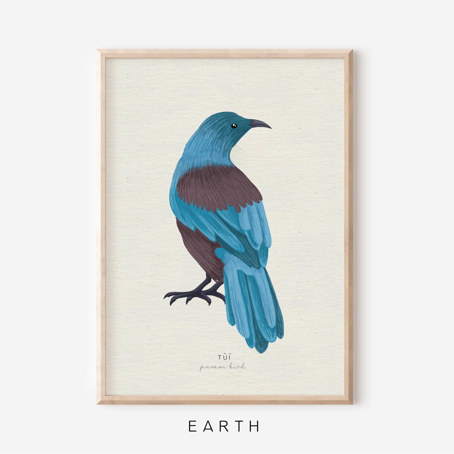 New Zealand Bird - Tui | Art Print