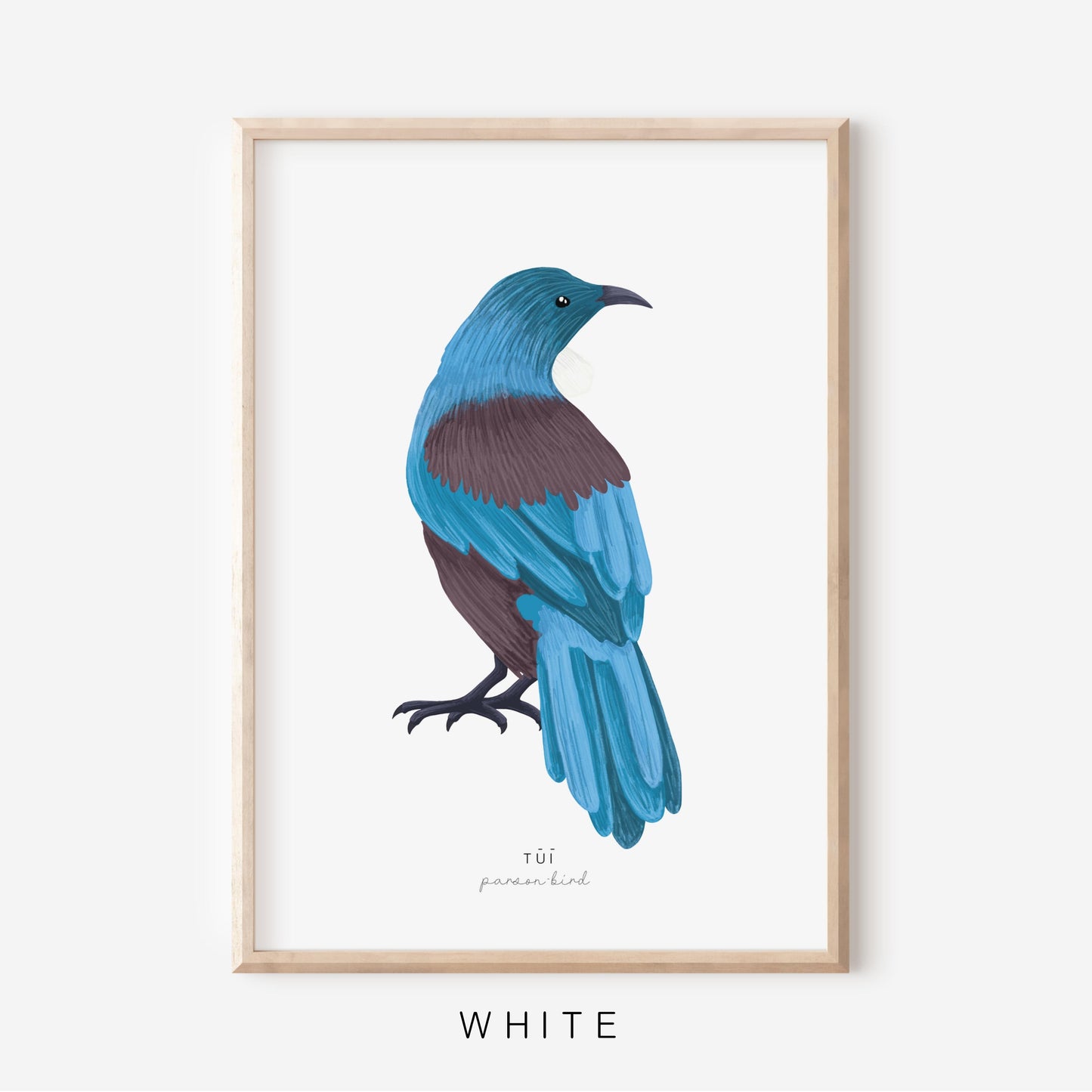 New Zealand Bird - Tui | Art Print