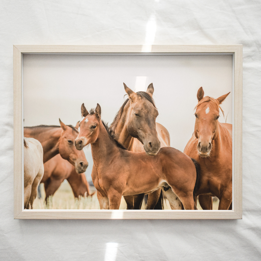 Wild Horses | Photography Art Print