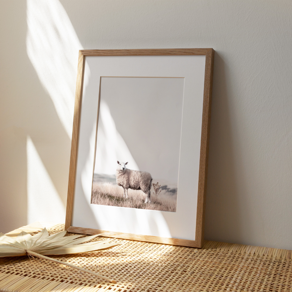 Farm Sheep | Photography Art Print