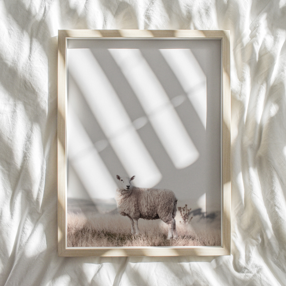 Farm Sheep | Photography Art Print