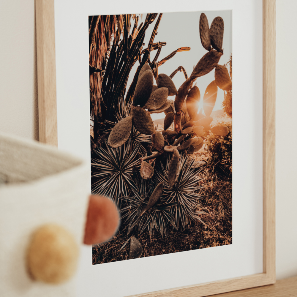 Cactus Sunset | Photography Art Print