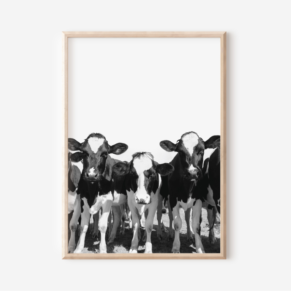 Cows Black & White | Photography Art Print