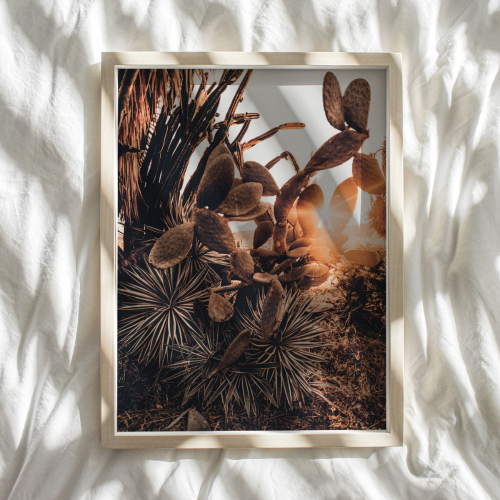 Cactus Sunset | Photography Art Print