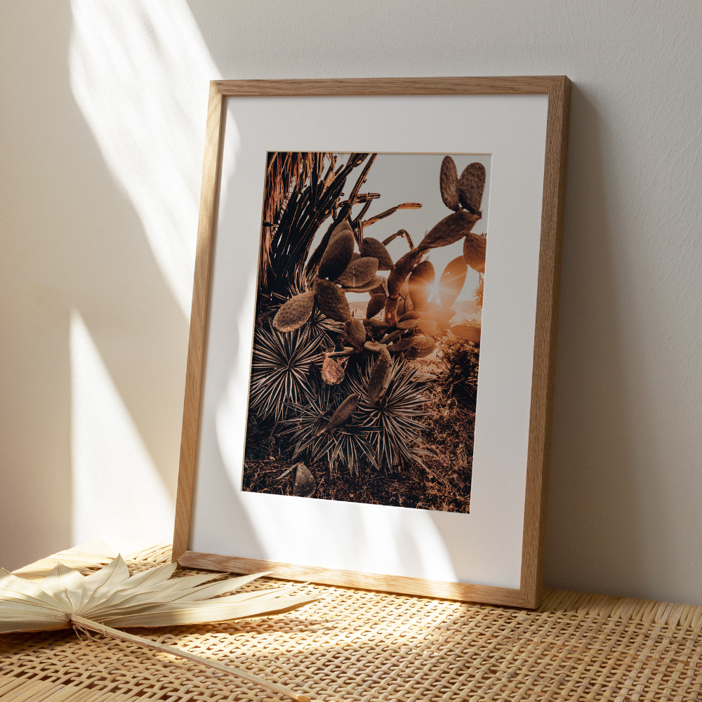 Cactus Sunset | Photography Art Print