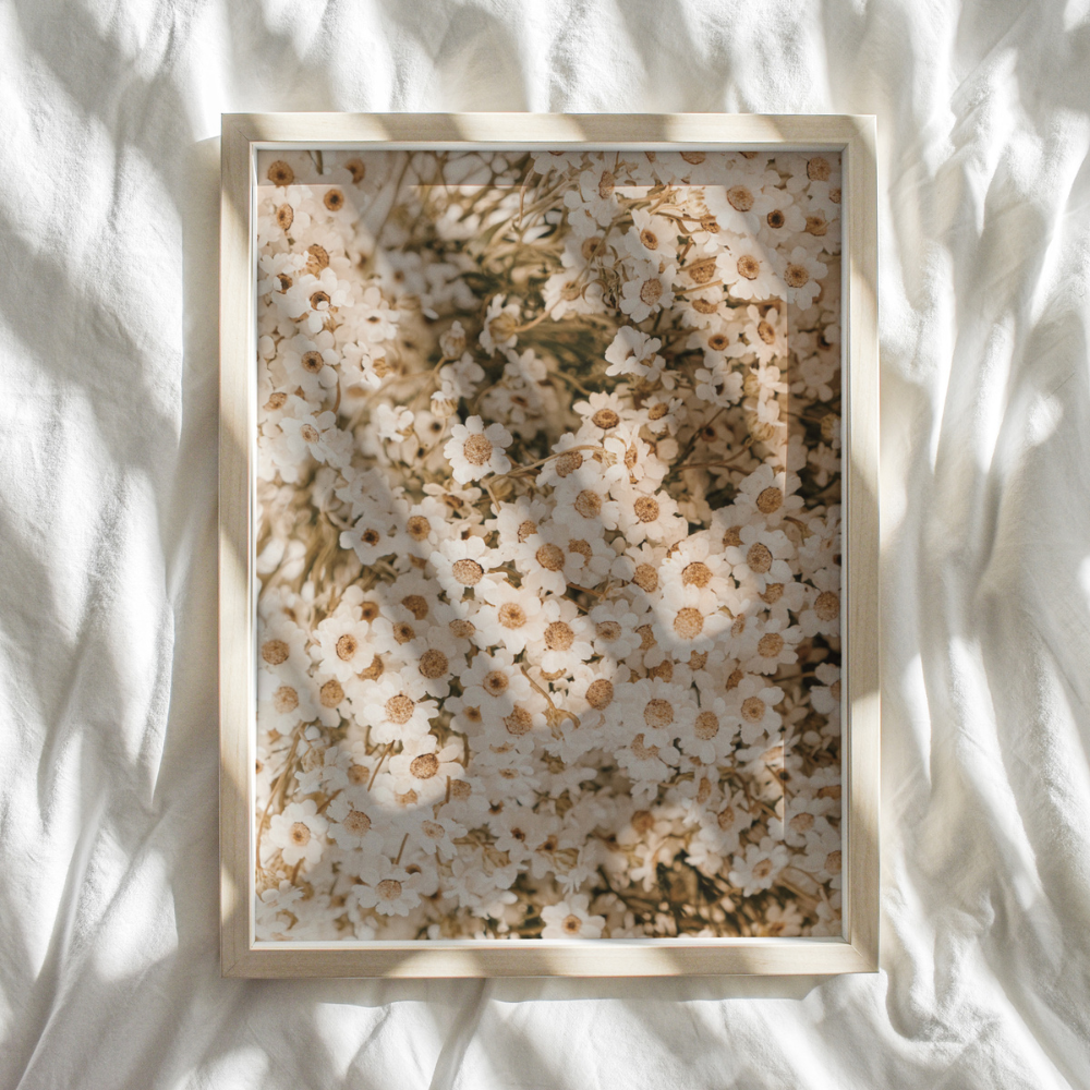 Field of Daisies | Photography Art Print